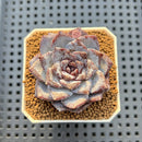 Echeveria 'Ocean Star' 2" Succulent Plant Cutting