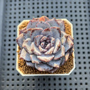 Echeveria 'Ocean Star' 2" Succulent Plant Cutting
