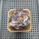 Echeveria 'Ocean Star' 2" Succulent Plant Cutting