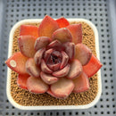 Echeveria 'Black Turtle-Snake' 2" Succulent Plant Cutting