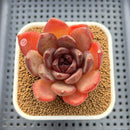 Echeveria 'Black Turtle-Snake' 2" Succulent Plant Cutting