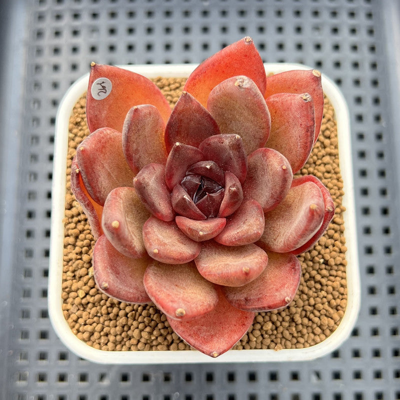 Echeveria 'Black Turtle-Snake' 2" Succulent Plant Cutting