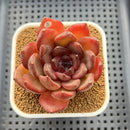 Echeveria 'Black Turtle-Snake' 2" Succulent Plant Cutting