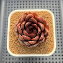 Echeveria 'Black Fox' 2"-3" Succulent Plant Cutting
