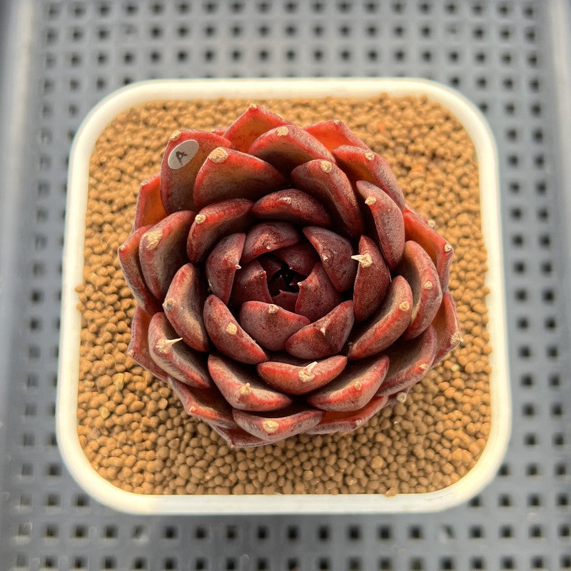Echeveria 'Black Fox' 2"-3" Succulent Plant Cutting