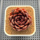 Echeveria 'Black Fox' 2"-3" Succulent Plant Cutting