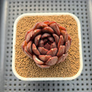Echeveria 'Black Fox' 2"-3" Succulent Plant Cutting