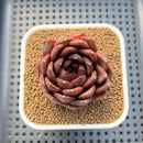 Echeveria 'Black Fox' 2"-3" Succulent Plant Cutting