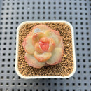 Echeveria 'Usnea' 1"-2" Succulent Plant Cutting