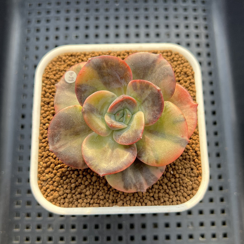Echeveria 'Blue Metal' Variegated 2" Succulent Plant Cutting
