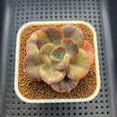 Echeveria 'Blue Metal' Variegated 2" Succulent Plant Cutting