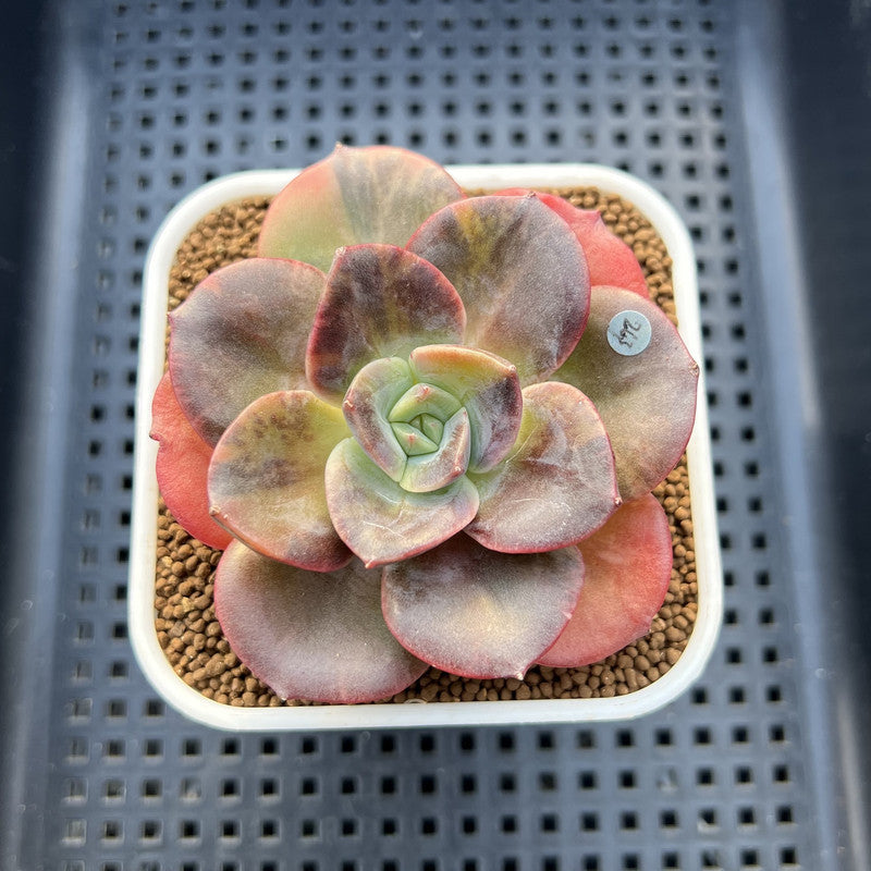 Echeveria 'Blue Metal' Variegated 2" Succulent Plant Cutting