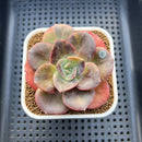Echeveria 'Blue Metal' Variegated 2" Succulent Plant Cutting