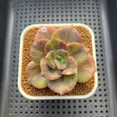 Echeveria 'Blue Metal' Variegated 2" Succulent Plant Cutting