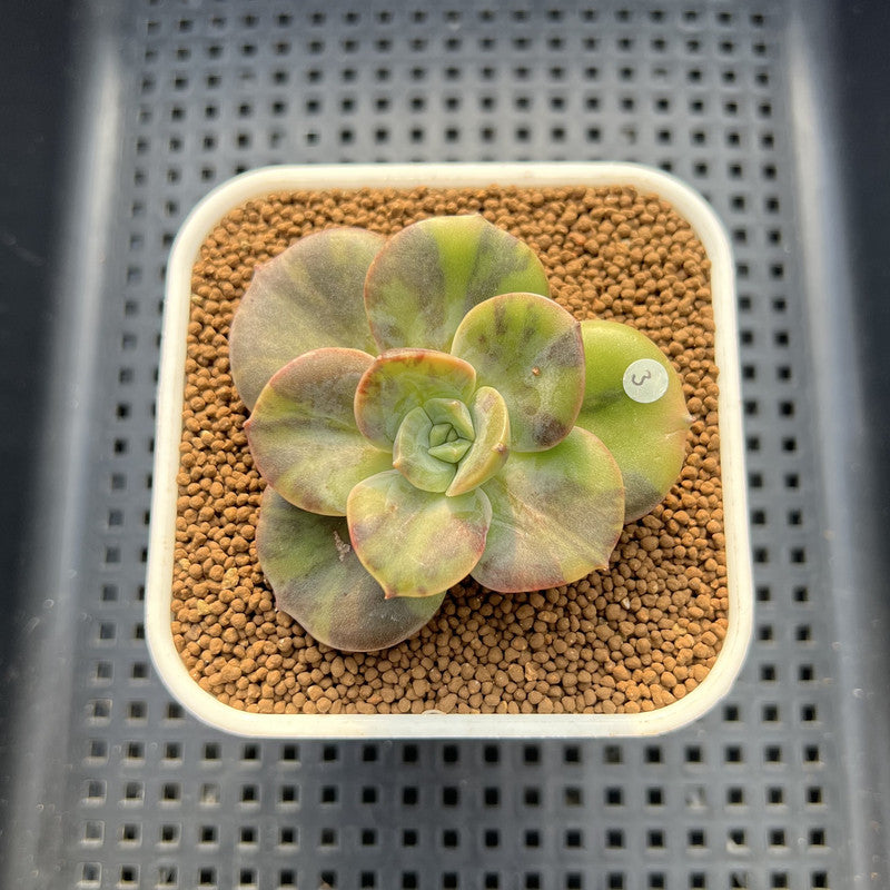 Echeveria 'Blue Metal' Variegated 2" Succulent Plant Cutting
