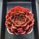 Echeveria 'Red Spider Lily' 5" Large Succulent Plant Cutting