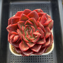 Echeveria 'Red Spider Lily' 5" Large Succulent Plant Cutting