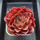Echeveria 'Red Spider Lily' 5" Large Succulent Plant Cutting