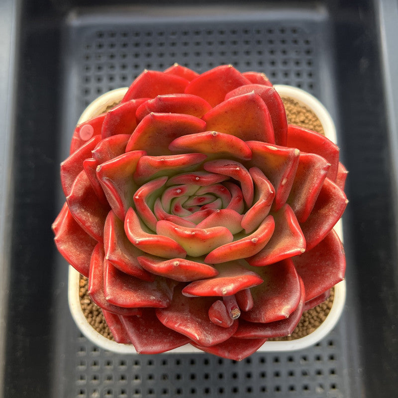 Echeveria 'Red Spider Lily' 5" Large Succulent Plant Cutting