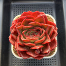 Echeveria 'Red Spider Lily' 5" Large Succulent Plant Cutting