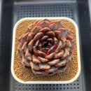 Echeveria 'Dark Jasmine' 4"-5" Succulent Plant Cutting