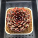 Echeveria 'Dark Jasmine' 4"-5" Succulent Plant Cutting