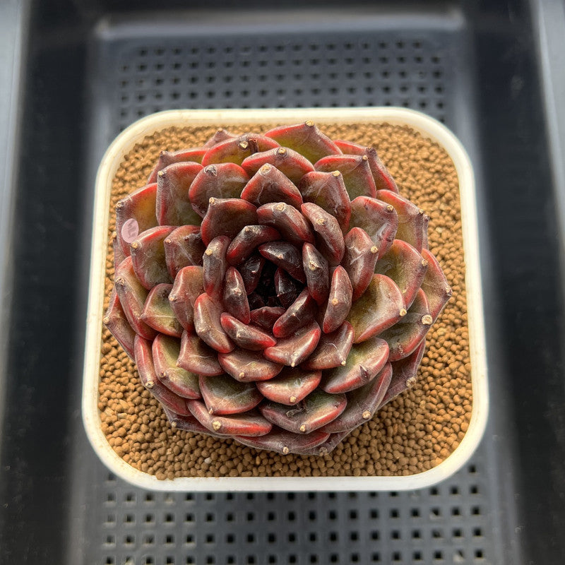 Echeveria 'Dark Jasmine' 4"-5" Succulent Plant Cutting