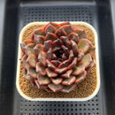Echeveria 'Dark Jasmine' 4"-5" Succulent Plant Cutting