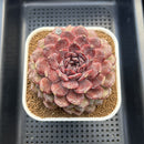 Echeveria 'Dark Jewel' 4"-5" Large Succulent Plant Cutting