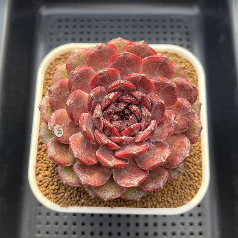 Echeveria 'Dark Jewel' 4"-5" Large Succulent Plant Cutting