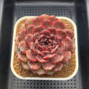 Echeveria 'Dark Jewel' 4"-5" Large Succulent Plant Cutting