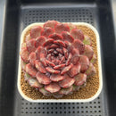 Echeveria 'Dark Jewel' 4"-5" Large Succulent Plant Cutting