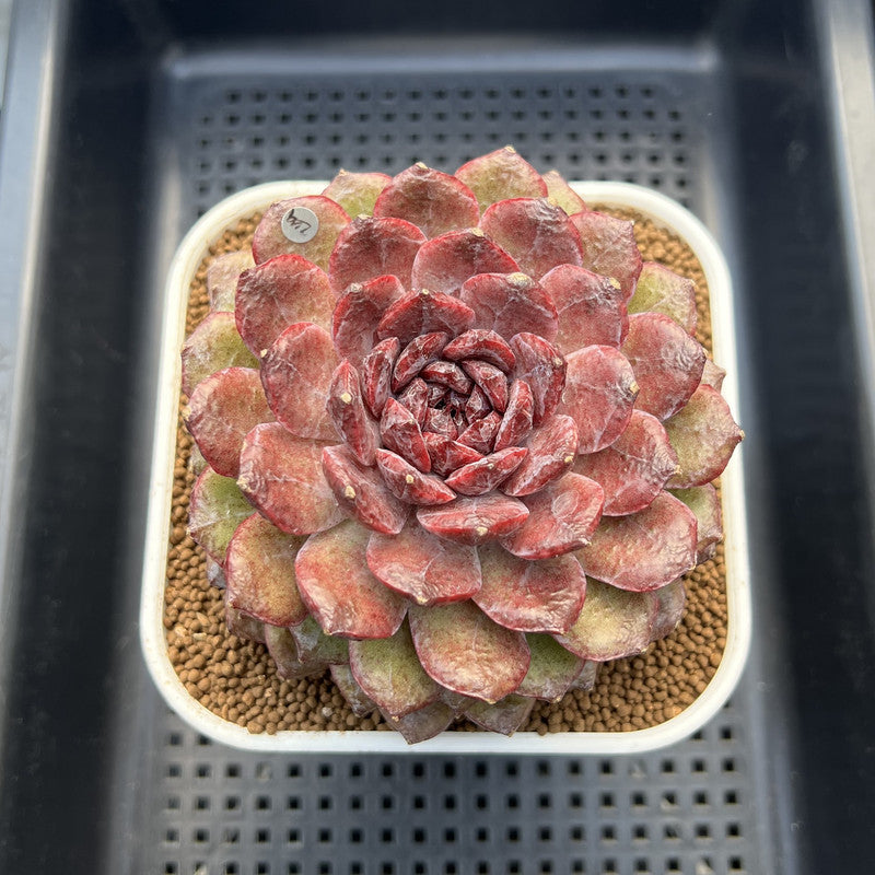 Echeveria 'Dark Jewel' 4"-5" Large Succulent Plant Cutting