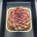 Echeveria 'Dark Jewel' 4"-5" Large Succulent Plant Cutting