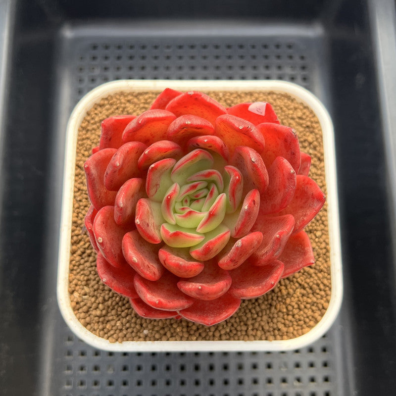Echeveria 'Lantern' 4" Large Succulent Plant Cutting