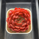 Echeveria 'Lantern' 4" Large Succulent Plant Cutting