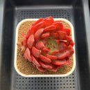 Echeveria 'Lantern' 4" Large Succulent Plant Cutting