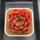 Echeveria 'Lantern' 4" Large Succulent Plant Cutting