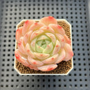 Echeveria 'Magic Jar' 2" Succulent Plant Cutting
