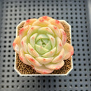 Echeveria 'Magic Jar' 2" Succulent Plant Cutting