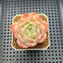 Echeveria 'Magic Jar' 2" Succulent Plant Cutting