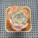 Echeveria 'Chirping Rain' 2" Succulent Plant Cutting