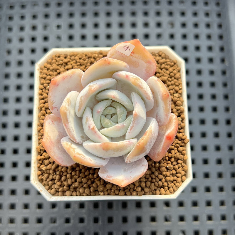 Echeveria 'Chirping Rain' 2" Succulent Plant Cutting