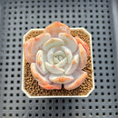 Echeveria 'Chirping Rain' 2" Succulent Plant Cutting