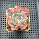 Echeveria 'Chirping Rain' 2" Succulent Plant Cutting