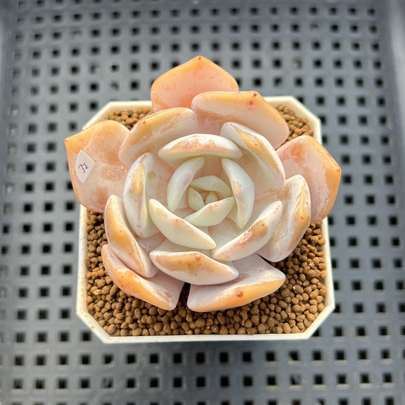 Echeveria 'Chirping Rain' 2" Succulent Plant Cutting