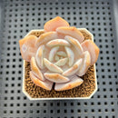 Echeveria 'Chirping Rain' 2" Succulent Plant Cutting