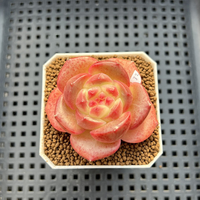 Echeveria 'Orange Q' 2" Succulent Plant Cutting