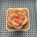 Echeveria 'Orange Q' 2" Succulent Plant Cutting