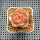 Echeveria 'Orange Q' 2" Succulent Plant Cutting